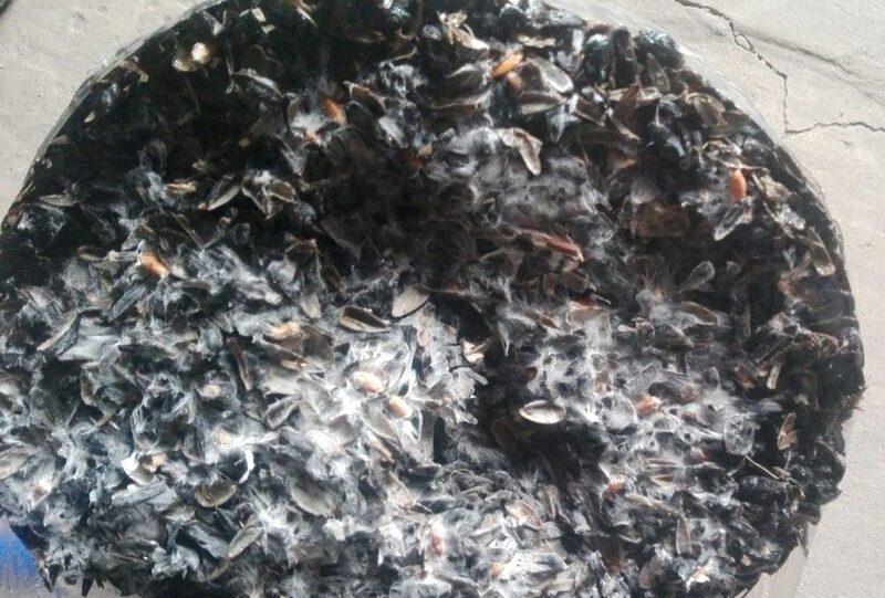 mycelium overheated and died